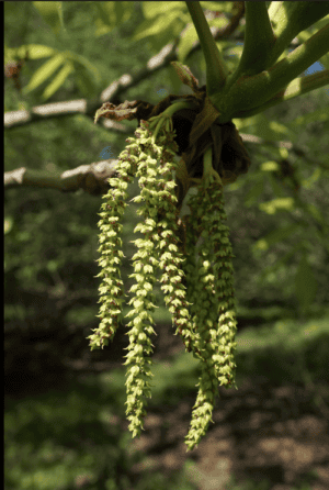 Shellbark Hickory (Carya laciniosa) - NEW! - Image 3